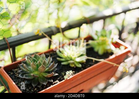 Tre succulente di Echeveria in vaso di fiori rettangolari sul balcone. Foto Stock