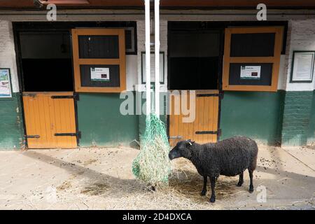 Vauxhall City Farm il 22 settembre 2020 a Vauxhall nel Regno Unito. Foto di Sam Mellish Foto Stock