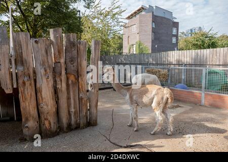 Alpaca alla Vauxhall City Farm il 22 settembre 2020 a Vauxhall nel Regno Unito. Foto di Sam Mellish Foto Stock