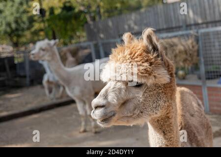 Alpaca alla Vauxhall City Farm il 22 settembre 2020 a Vauxhall nel Regno Unito. Foto di Sam Mellish Foto Stock