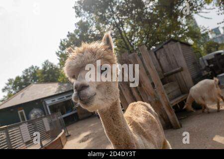 Alpaca alla Vauxhall City Farm il 22 settembre 2020 a Vauxhall nel Regno Unito. Foto di Sam Mellish Foto Stock