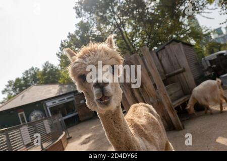 Alpaca alla Vauxhall City Farm il 22 settembre 2020 a Vauxhall nel Regno Unito. Foto di Sam Mellish Foto Stock