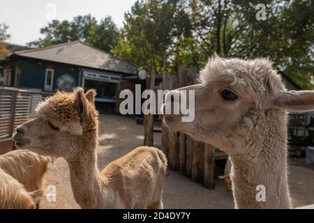 Alpaca alla Vauxhall City Farm il 22 settembre 2020 a Vauxhall nel Regno Unito. Foto di Sam Mellish Foto Stock