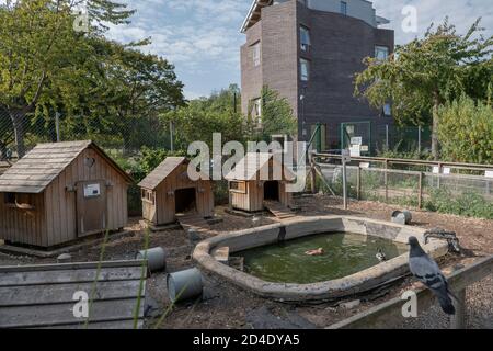 Un laghetto di anatre a Vauxhall City Farm il 22 settembre 2020 a Vauxhall nel Regno Unito. Foto di Sam Mellish Foto Stock