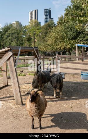 Pecore alla Vauxhall City Farm il 22 settembre 2020 a Vauxhall nel Regno Unito. Foto di Sam Mellish Foto Stock