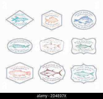 Set di badge o modelli di logo vintage. Tonni, aringhe, sgombri, storioni, ecc. Emblemi disegnati a mano sullo schizzo del fiume e del pesce dell'oceano Illustrazione Vettoriale