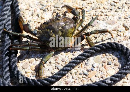 Green Shore Crab, Carcinus Maenas, su uno scivolo sull'isola di Mull, Inner Hebrides, Scozia Foto Stock