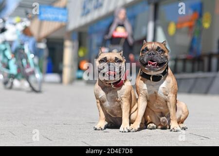 Cani Bulldog francesi ben educati senza guinzaglio seduto in città strada in giornata di sole Foto Stock