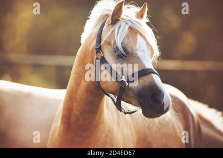 Un bel cavallo palomino con lunghi bangs è illuminato da una luce soffusa e delicata e si erge con gli occhi chiusi, godendo la calda giornata estiva del sole. Foto Stock