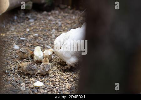 Polli piccoli e un pollo in una penna di legno. Allevamento polli. Foto Stock