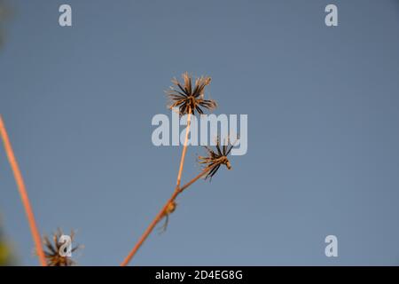 black jack pianta con i suoi semi visto. Foto Stock