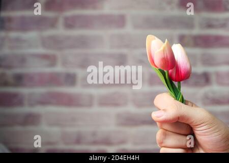 mano delle donne che tiene il fiore di tulipano primo piano Foto Stock