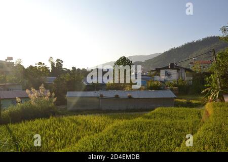 Verde e yello risaie con risaie vicino alla raccolta nella periferia della valle di Kathmandu, Nepal. Foto Stock
