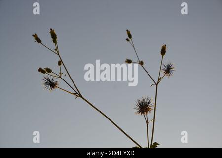 black jack pianta con i suoi semi visto. Foto Stock