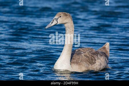 White Mute Swan cygnet (Cygnus olor) nuotare su un lago blu agile in autunno nel Sussex occidentale, Inghilterra, Regno Unito. Foto Stock