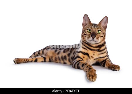 Bel giovane gatto bengala maschile che posa lungo i sensi laterali con zampa sul bordo, guardando alla macchina fotografica. Isolato su sfondo bianco. Foto Stock