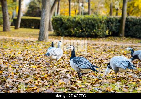 Gruppo di anatre bianche e nere, oca di Barnacle, leucosi di Branta, che riposa sull'erba, Spagna Foto Stock