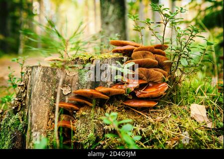 funghi selvatici nella foresta autunnale con muschio e foglie Foto Stock