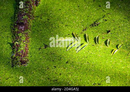 Palude verde e palude, sfondo naturale, giorno e all'aperto Foto Stock