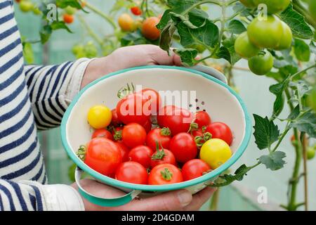 Raccogliere i pomodori dopo le foglie inferiori sono stati rimossi per esporre la frutta al sole in un giardino domestico polytunnel. REGNO UNITO Foto Stock