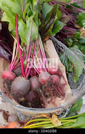 Beta vulgaris. Barbabietola appena raccolta in casa in un cestino di filo. Foto Stock