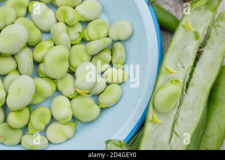 Vicia faba 'Bunyard's Exhibition'. Podding fave fresche di casa. REGNO UNITO Foto Stock