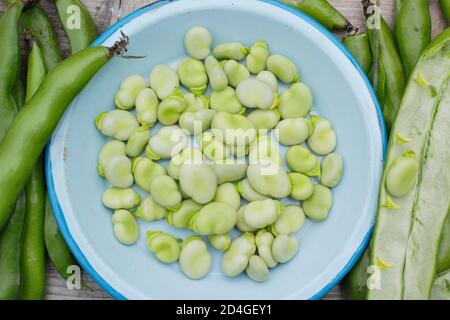 Vicia faba 'Bunyard's Exhibition'. Podding fave fresche di casa. REGNO UNITO Foto Stock