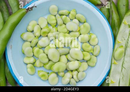 Vicia faba 'Bunyard's Exhibition'. Podding fave fresche di casa. REGNO UNITO Foto Stock