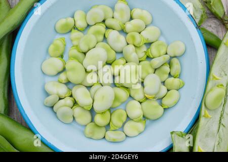 Vicia faba 'Bunyard's Exhibition'. Podding fave fresche di casa. REGNO UNITO Foto Stock
