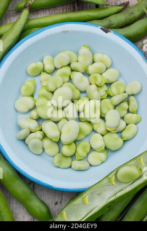 Vicia faba 'Bunyard's Exhibition'. Podding fave fresche di casa. REGNO UNITO Foto Stock