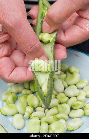 Vicia faba 'Bunyard's Exhibition'. Sgranatura di fave di origine appena raccolte in un appezzamento di fave domestiche. REGNO UNITO Foto Stock