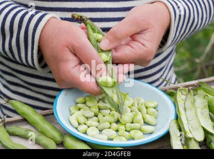 Vicia faba 'Bunyard's Exhibition'. Sgranatura di fave di origine appena raccolte in un appezzamento di fave domestiche. REGNO UNITO Foto Stock