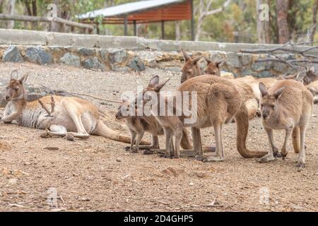 Canguro grigio occidentale nel John Forrest National Park, Perth, Australia occidentale Foto Stock