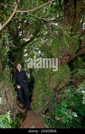 L'antico albero di Yew nel cimitero di St Cynog a Defynnog, Powys, Galles del Sud, è stato in piedi sincev più di 3,000 anni prima di Cristo Foto Stock