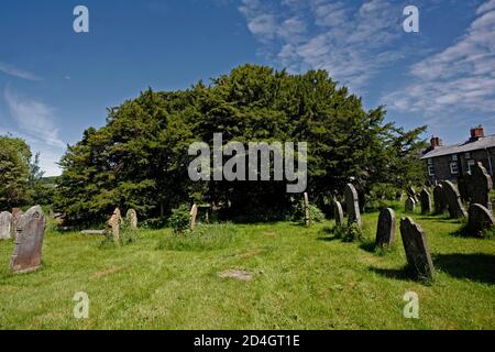 L'antico albero di Yew nel cimitero di St Cynog a Defynnog, Powys, Galles del Sud, è stato in piedi sincev più di 3,000 anni prima di Cristo Foto Stock
