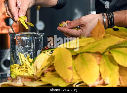 08 ottobre 2020, Berlino: Tim Müller, proprietario della DSM Deutsche Spirituosen Manufaktur GmbH, prepara foglie autunnali appena raccolte per la lavorazione della varietà Herbstlaub. È distillato senza foglie secche e brune e la specie di albero è un segreto aziendale. Dal 2017, la distilleria premium produce 110 diversi tipi di acquaviti, liquori, gin e vodka, alcuni con ricette completamente nuove "Made in Berlin". La distilleria si rifiuta costantemente di aggiungere sapori e coloranti e produce in piccoli lotti. Gli ingredienti selezionati sono di qualità organica dove possibile. SA Foto Stock