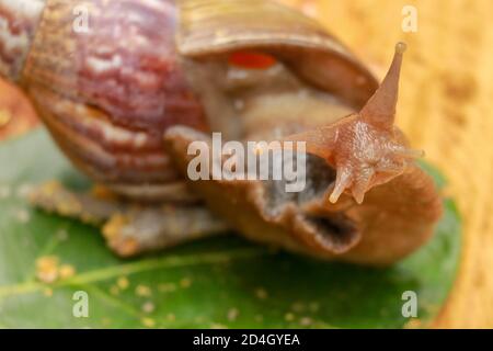 Giant terra africana - Lumaca Achatina fulica terre di grandi dimensioni va a passo di lumaca in Achatinidae, simile a Achatina achatina e Archachatina marginata, problemi di peste, inva Foto Stock