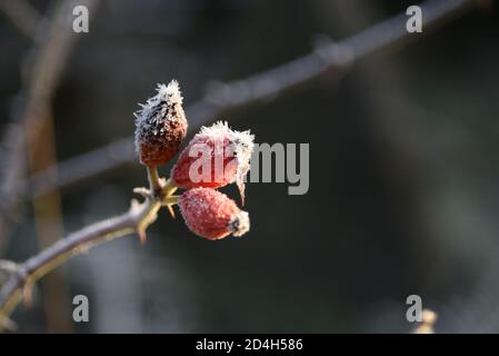 Anche di rose coperte di gelo Foto Stock