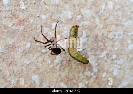 Isola di Portland. 29 agosto 2020. Ragni britannici, UN ragno Noble False Widow ( steatoda Nobilis) avvolge un caterpillar catturato nel suo web. Credit: Foto Stock