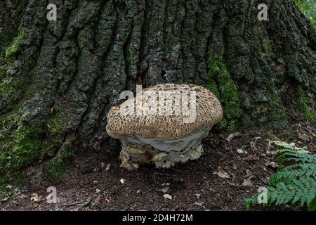 Staffa di quercia Fungus: Inonotus dryadeus. Alla base dell'albero di quercia. Surrey, Regno Unito. STAFFA di pianto AKA. Foto Stock