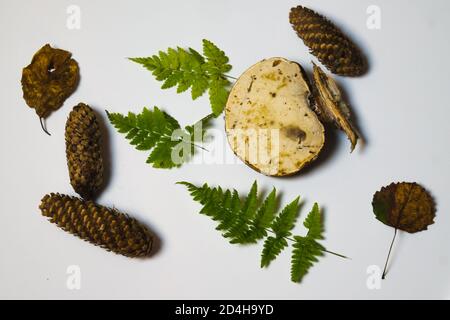 Isolate diverse parti della foresta Foto Stock