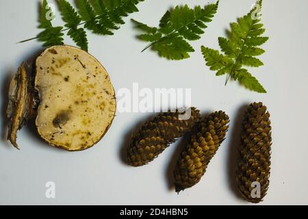 Isolate diverse parti della foresta Foto Stock