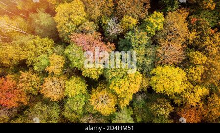 autunno d'oro, alberi della foresta di caduta. vista aerea dall'alto Foto Stock