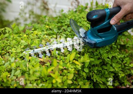 attrezzi da giardino - uomo che usa un trimmer elettrico per potare un cespuglio di spirea siepe Foto Stock