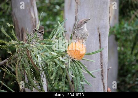 Little Wattlebird in fuga (Anthochaera crisoptera) su Banksia, Australia del Sud Foto Stock