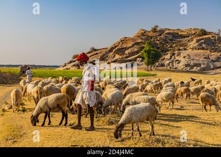 Immagine di un Shepard che cammina con il suo bestiame che pascolava Le praterie a Jawai in India rajasthan sotto l'ultimo Raggi di sole il 23 novembre 2018 Foto Stock