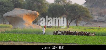Immagine di un Shepard che cammina con il suo bestiame che pascolava Le praterie a Jawai in India rajasthan sotto l'ultimo Raggi di sole il 23 novembre 2018 Foto Stock
