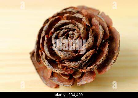 Closeup un fiore-come naturale secco piccoli coni di pino isolato su sfondo di legno Foto Stock