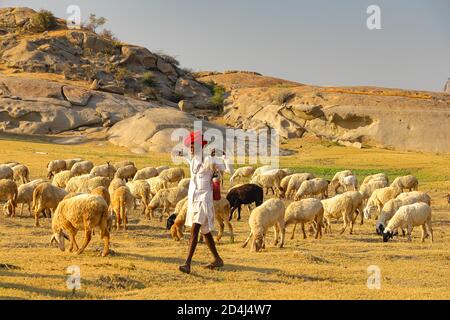 Immagine di un Shepard che cammina con il suo bestiame che pascolava Le praterie a Jawai in India rajasthan sotto l'ultimo Raggi di sole il 23 novembre 2018 Foto Stock