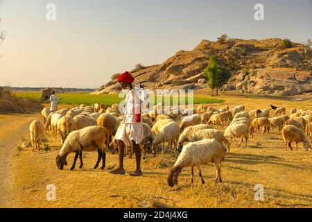 Immagine di un Shepard che cammina con il suo bestiame che pascolava Le praterie a Jawai in India rajasthan sotto l'ultimo Raggi di sole il 23 novembre 2018 Foto Stock